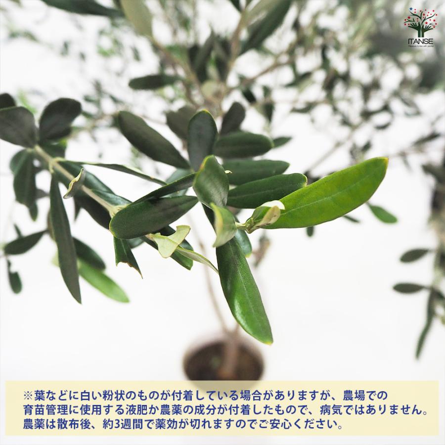 オリーブ タジャスカ 果樹の苗木 7号/1個売り オリーブの実 植木
