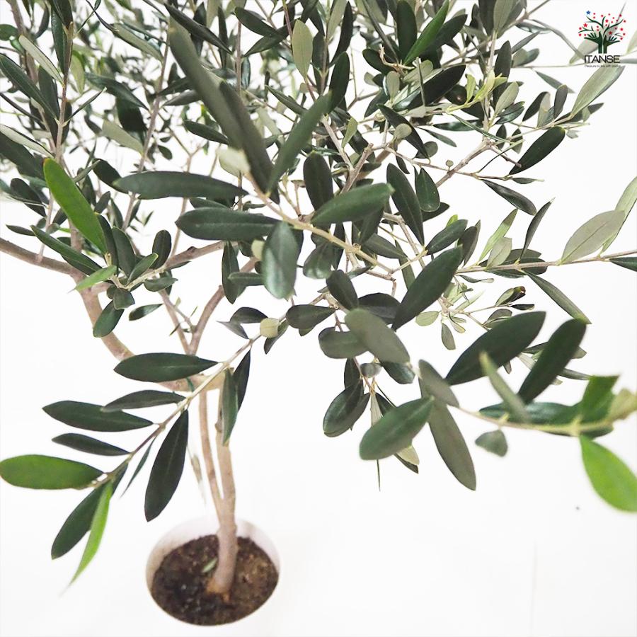 オリーブ タジャスカ 果樹の苗木 7号/1個売り オリーブの実 植木