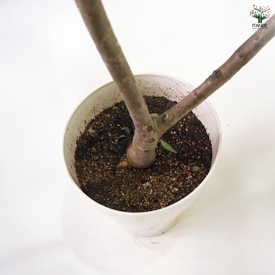 オリーブ タジャスカ 果樹の苗木 7号/1個売り オリーブの実 植木