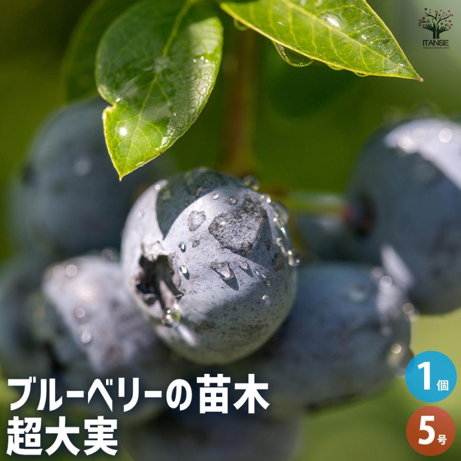 ブルーベリー 果樹 特大株 ブルーベリー 超大実 果樹の苗木 5号/1個売り 果樹 果樹苗 果樹の苗