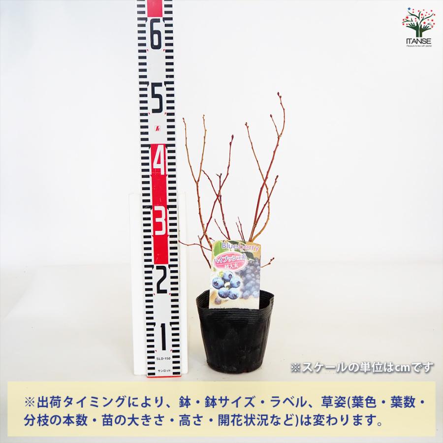 ブルーベリー苗木　果実付き ブルーベリー 超大実 果樹の苗木 5号/1個売り 果樹 果樹苗 果樹の苗