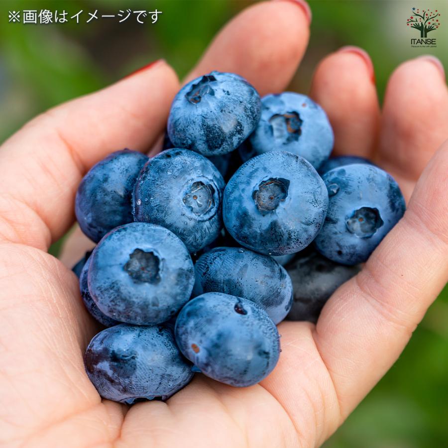 ブルーベリー 超大実 果樹の苗木 5号/1個売り 果樹 果樹苗 果樹の苗
