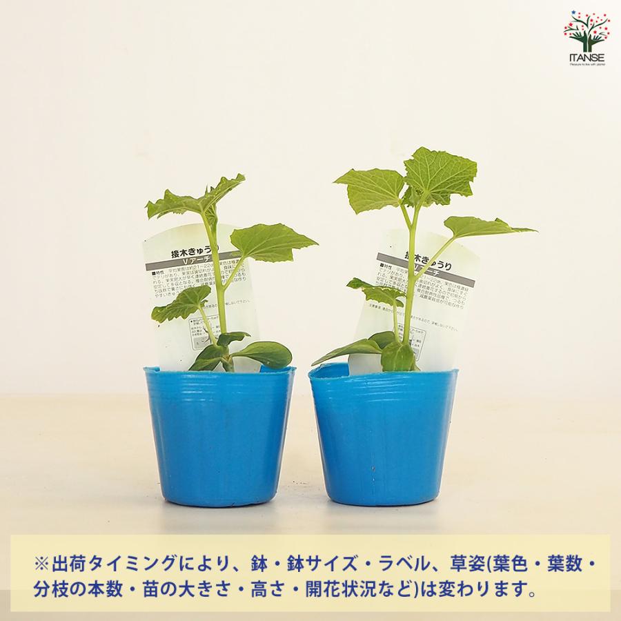 きゅうりの苗 Vアーチきゅうり 野菜の苗 3号 接木苗/お買い得8個セット