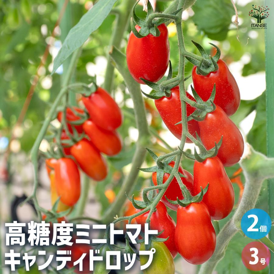 高糖度ミニトマトの苗 キャンディドロップ 野菜の苗 3号/お買い得2個セット 甘い トマト苗 ミニトマト ガーデニング 家庭菜園（Yahoo!・野菜苗・植物・青果物販売のITANSE）