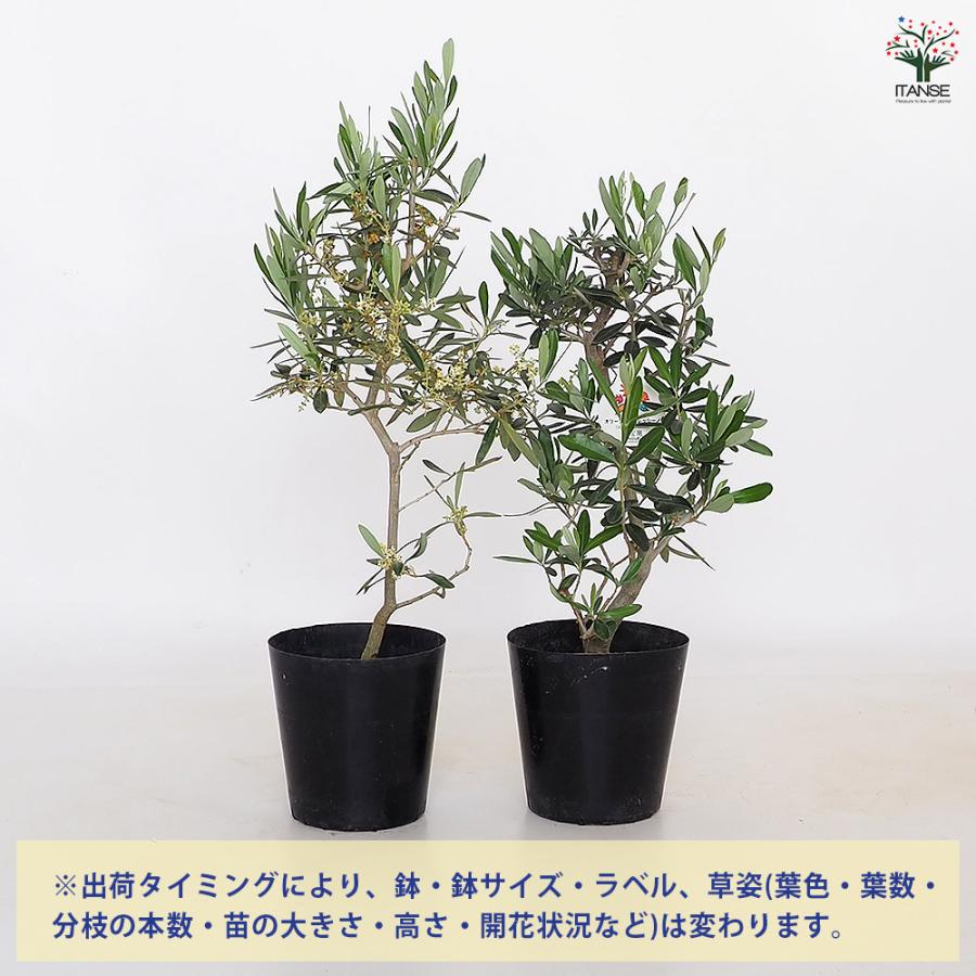 オリーブ シプレッシーノ 果樹の苗木 5号/1個売り オリーブの実 植木
