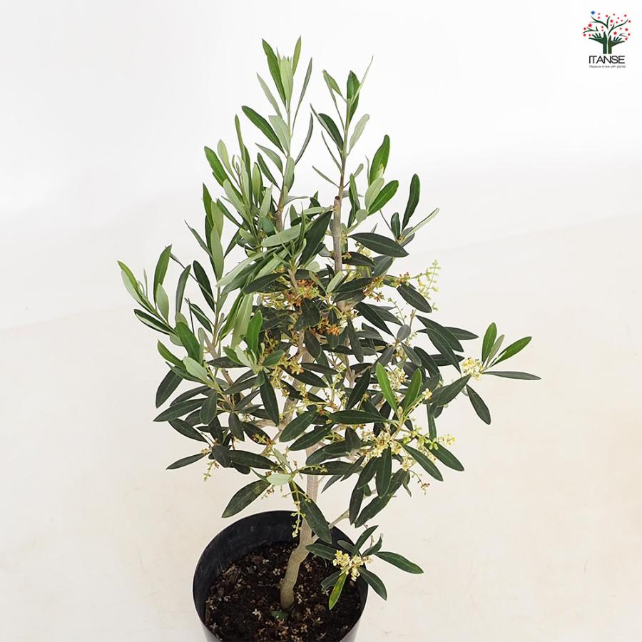 オリーブ シプレッシーノ 682 樹高1.7m位 シンボルツリー 記念樹 オリーブ シプレッシーノ 682 樹高1.7m位 シンボルツリー 記念樹 現品