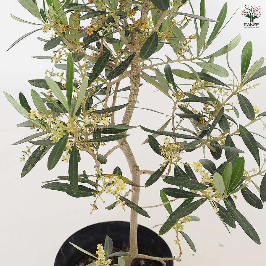 オリーブ シプレッシーノ 果樹の苗木 5号/1個売り オリーブの実 植木