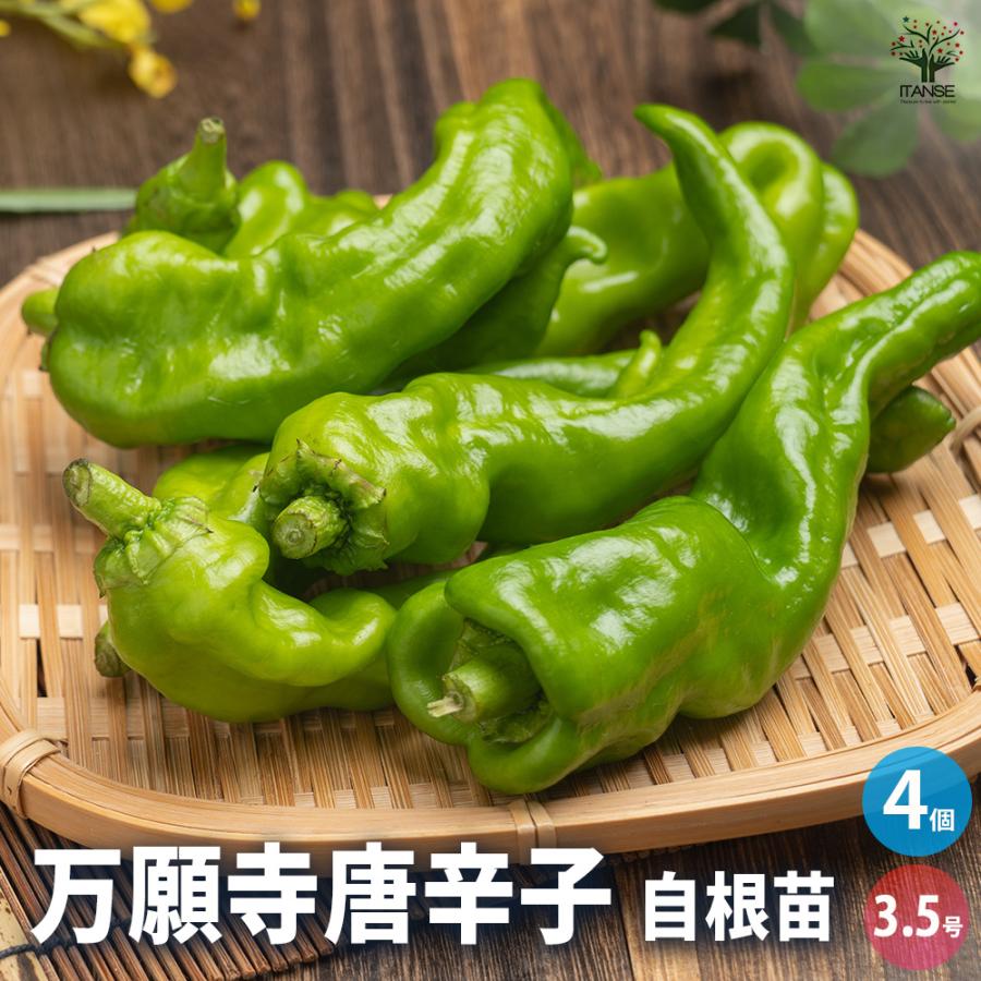 とうがらしの苗 万願寺唐辛子 野菜の苗 3.5号/お買い得4個セット