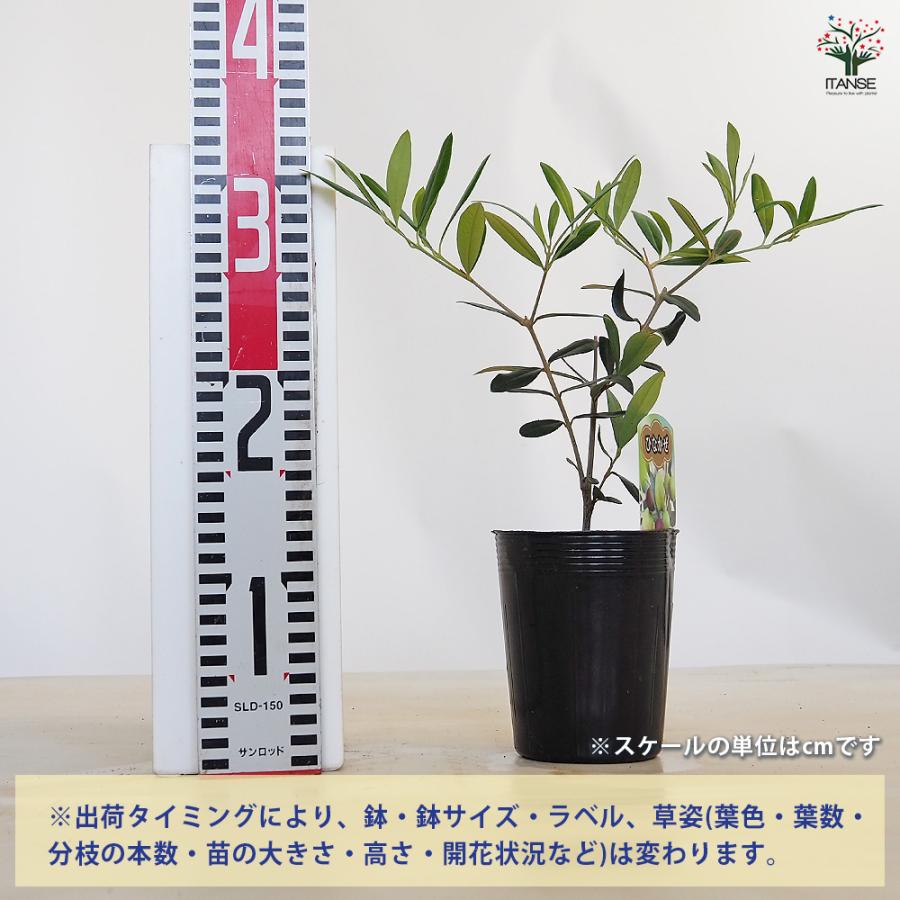 オリーブ ひなかぜ 果樹の苗 3.5号/お買い得2個セット オリーブの実