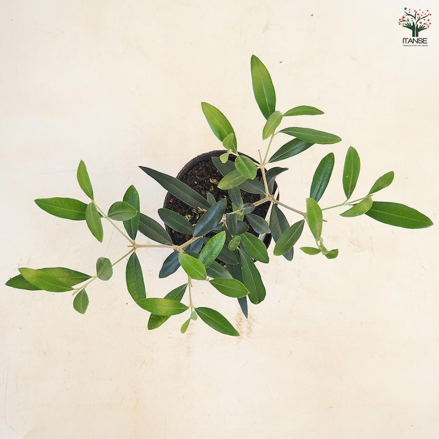 オリーブ ひなかぜ 果樹の苗 3.5号/お買い得2個セット オリーブの実