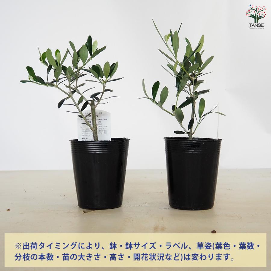 オリーブ ミッション 果樹の苗 3.5号/1個売り オリーブの実 植木