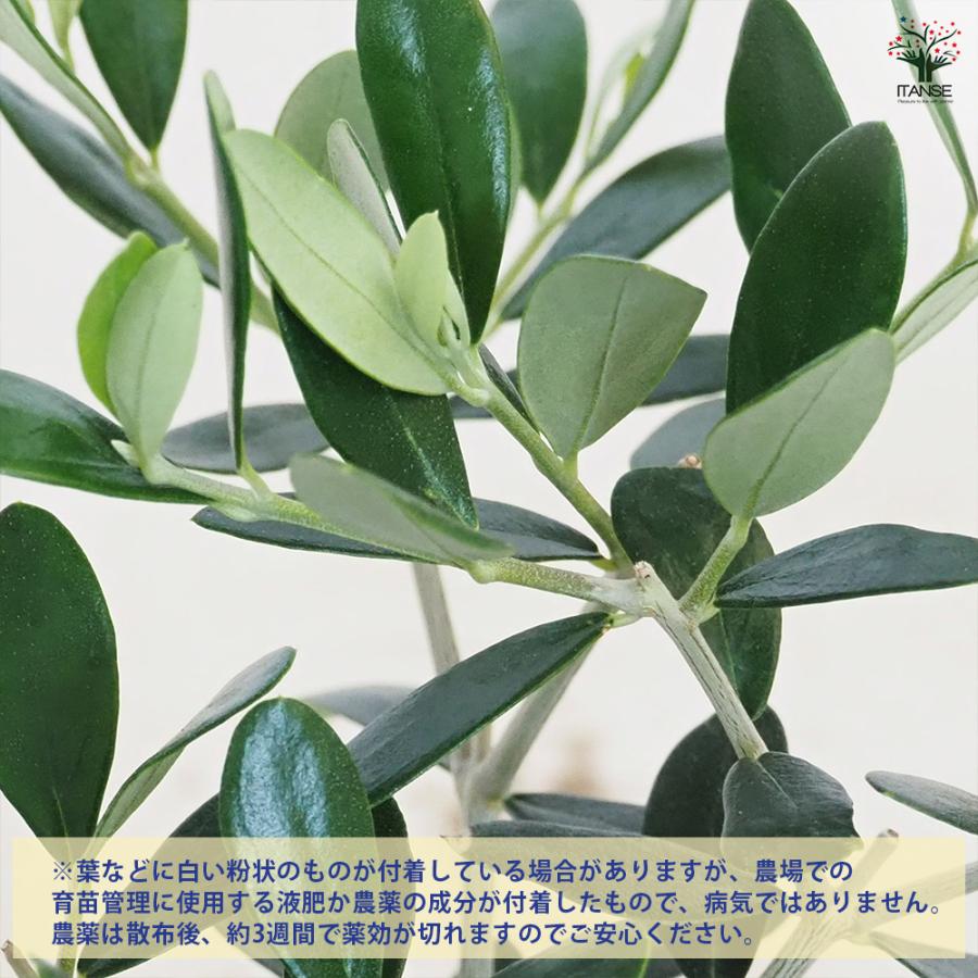 オリーブ ミッション 果樹の苗 3.5号/1個売り オリーブの実 植木