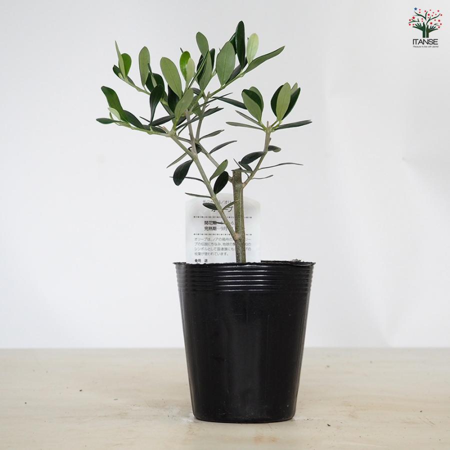 オリーブ ミッション 果樹の苗 3.5号/1個売り オリーブの実 植木