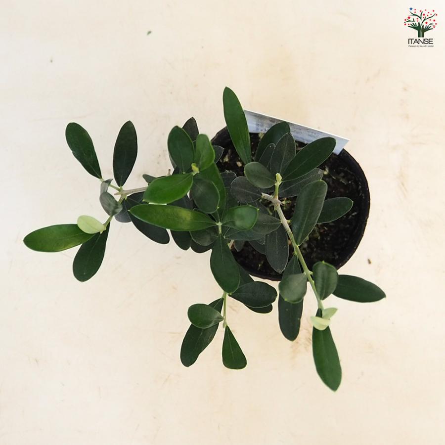 オリーブ ミッション 果樹の苗 3.5号/1個売り オリーブの実 植木