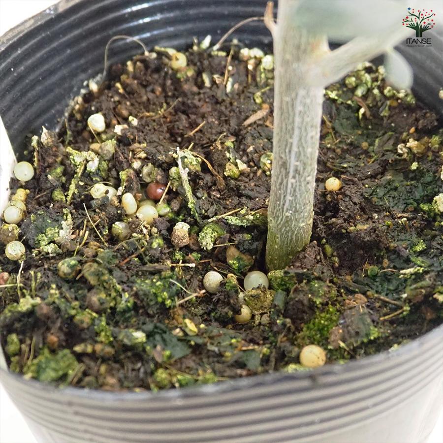 オリーブ ミッション 果樹の苗 3.5号/1個売り オリーブの実 植木