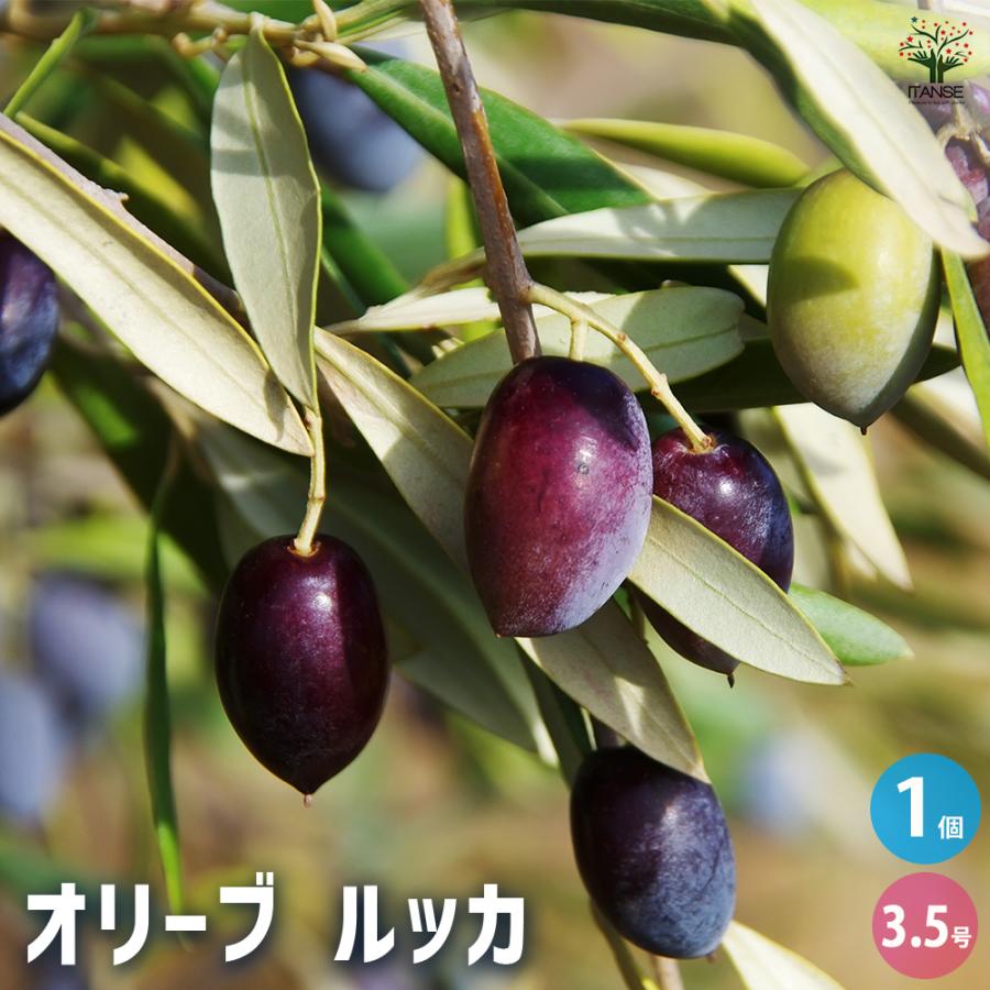 オリーブ ルッカ 果樹の苗 3.5号/1個売り オリーブの実 植木 シンボル