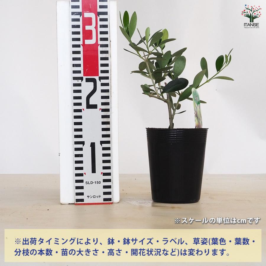 オリーブ ルッカ 果樹の苗 3.5号/1個売り オリーブの実 植木 シンボル