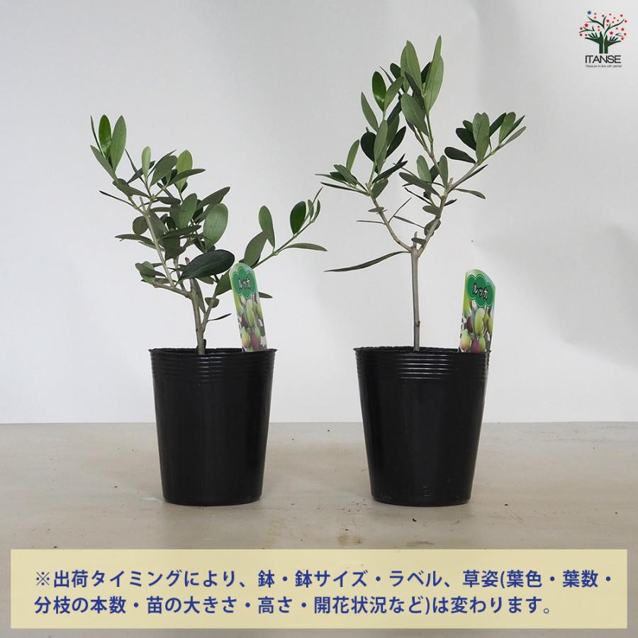 オリーブ ルッカ 果樹の苗 3.5号/1個売り オリーブの実 植木 シンボル