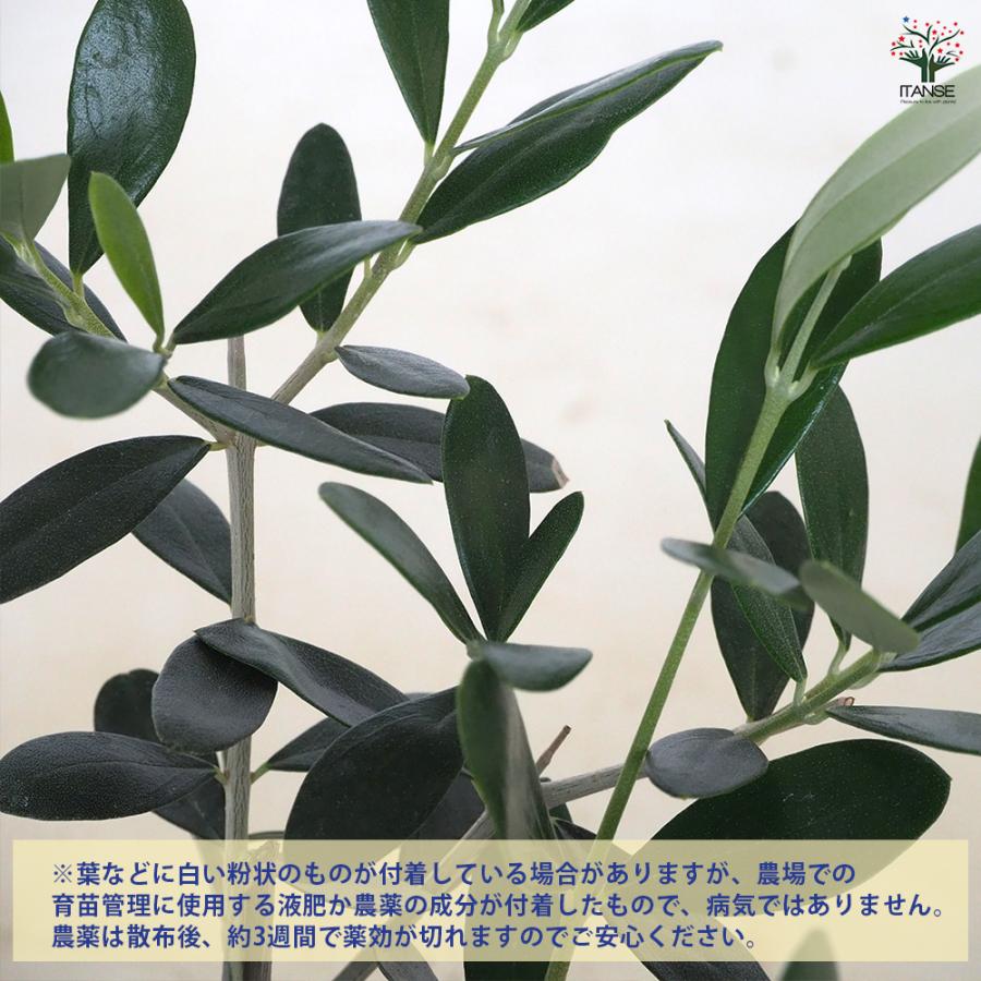 希少　5号　創樹オリーブ　ルッカ 園芸ネット本店｜オリーブ：ルッカ 5号ポット の通販【公式】
