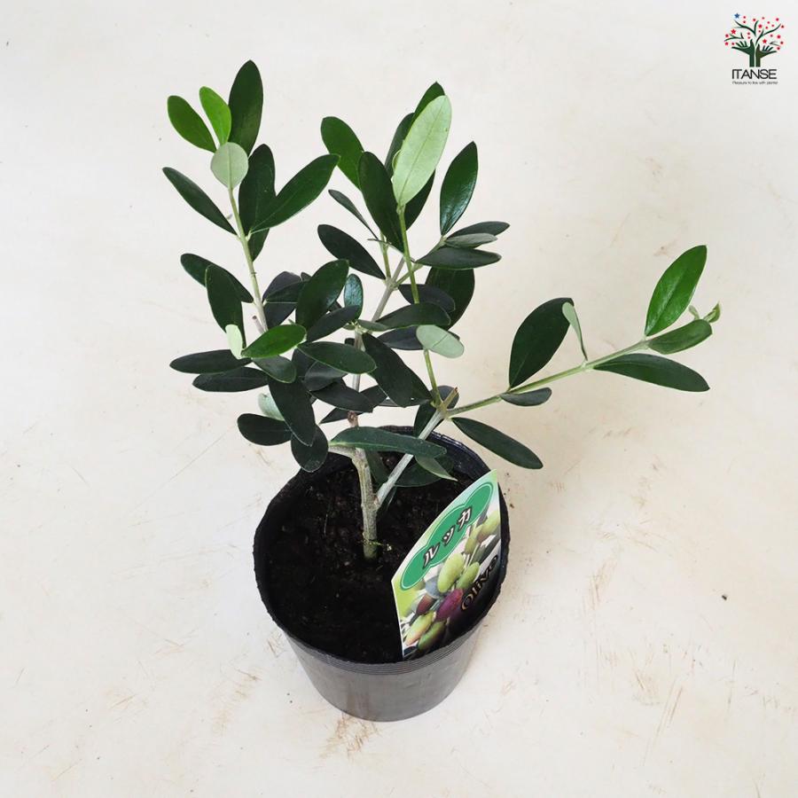 オリーブ ルッカ 果樹の苗 3.5号/1個売り オリーブの実 植木 シンボル