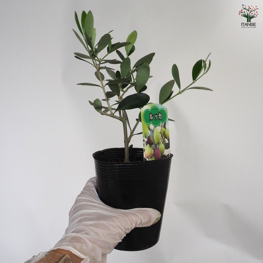 オリーブ ルッカ 果樹の苗 3.5号/1個売り オリーブの実 植木 シンボル