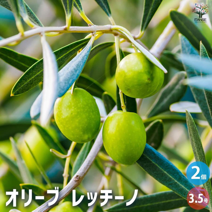オリーブ レッチーノ 果樹の苗 3.5号/お買い得2個セット オリーブの実