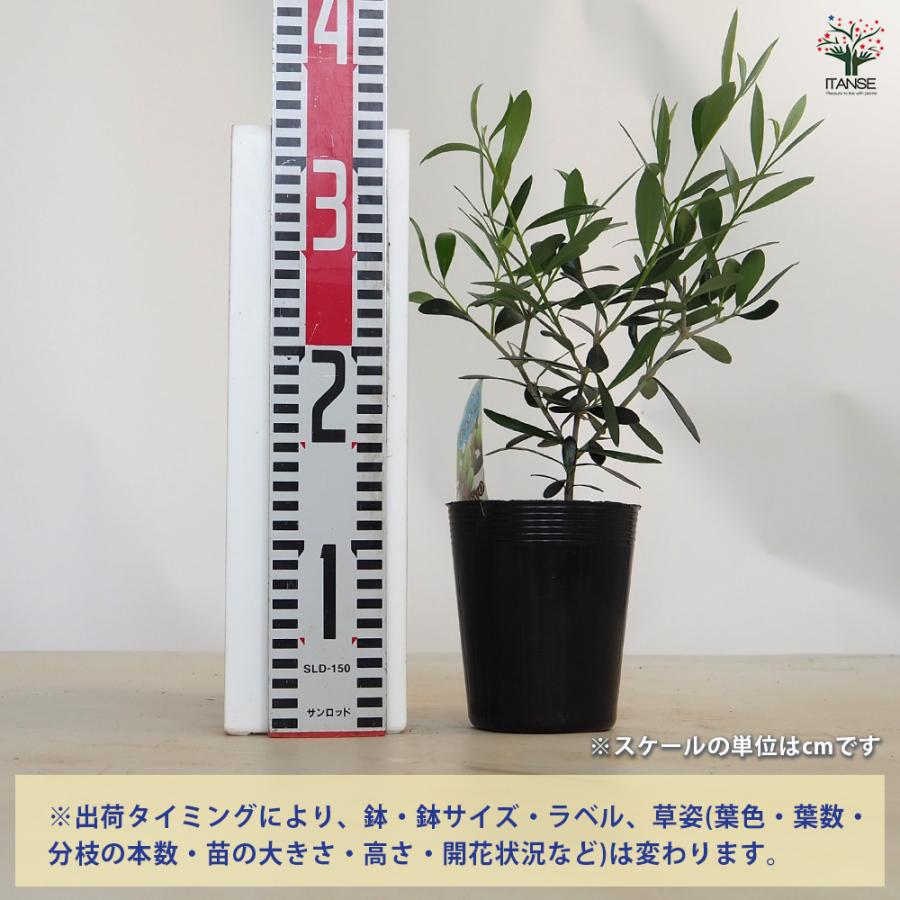 オリーブ レッチーノ 果樹の苗 3.5号/お買い得2個セット オリーブの実