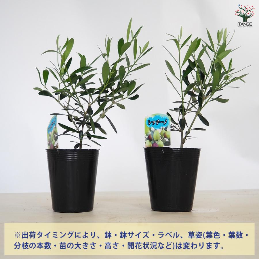 オリーブ レッチーノ 果樹の苗 3.5号/お買い得2個セット オリーブの実