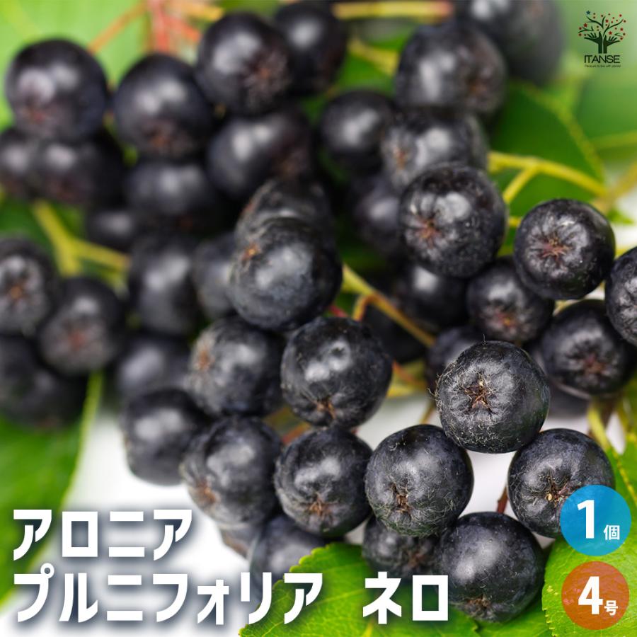 アロニア プルニフォリア ネロ 果樹の苗 4号/1個売り 美容 初心者向け