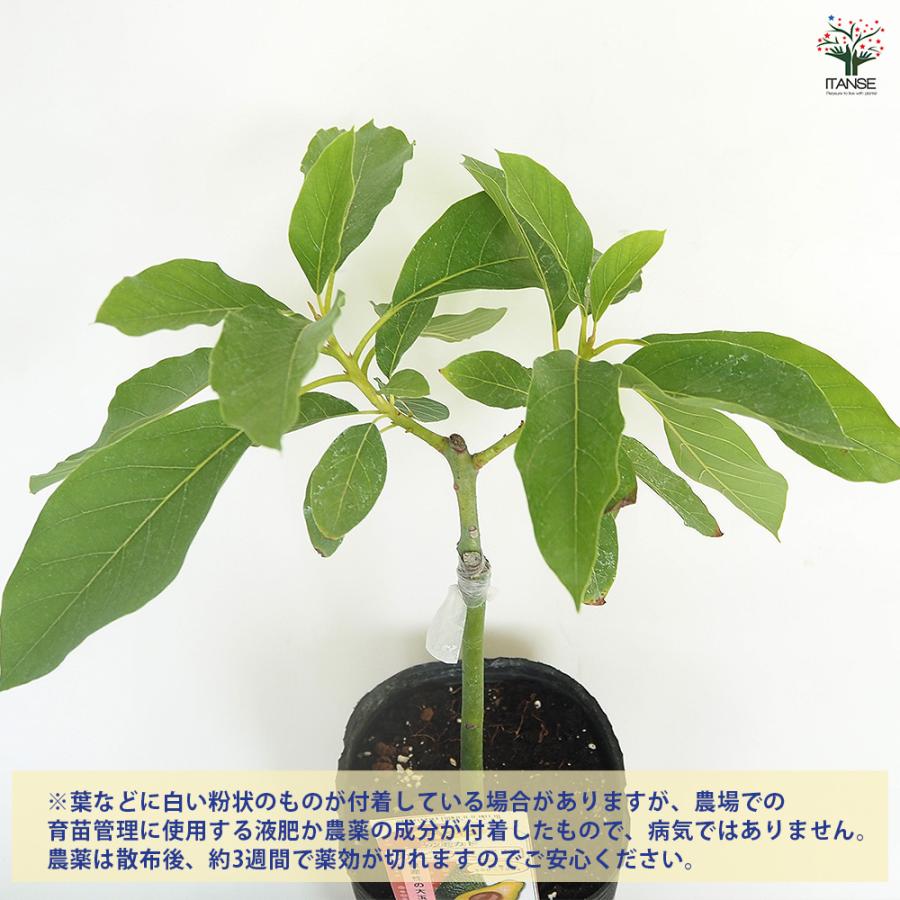 アボカド カビラミドリ 果樹の苗木 4.5号 接木苗/1個売り アボガド 
