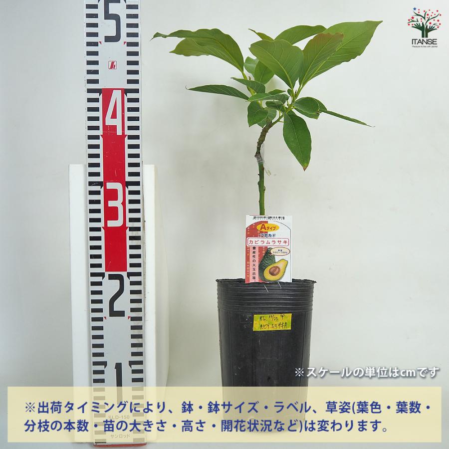 アボカド カビラムラサキ 果樹の苗木 4.5号 接木苗/1個売り アボガド
