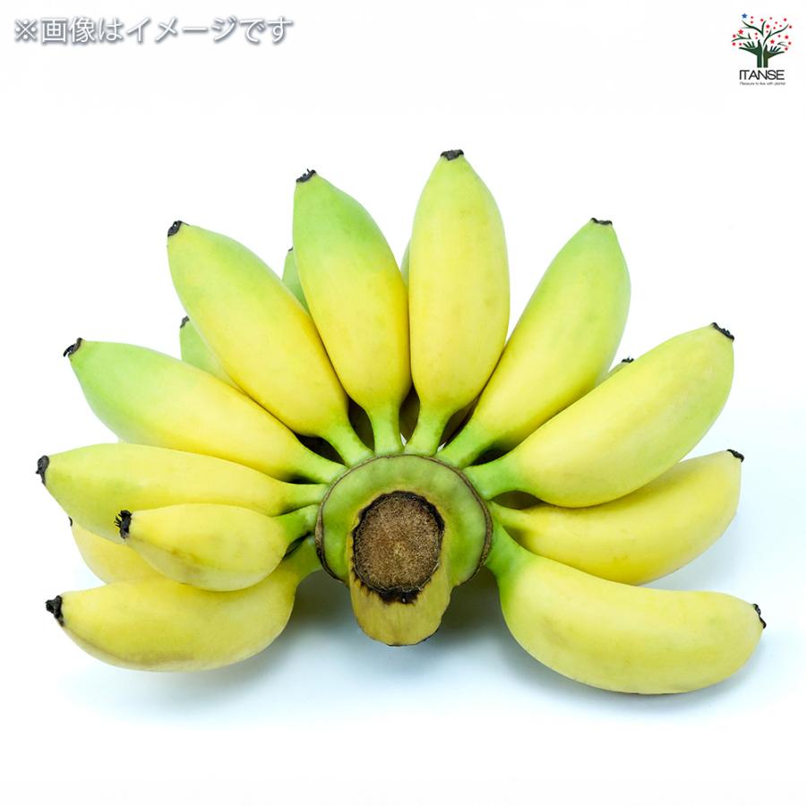 バナナの苗 スーパードワーフキャベンディッシュ 果樹の苗 4号/1個売り