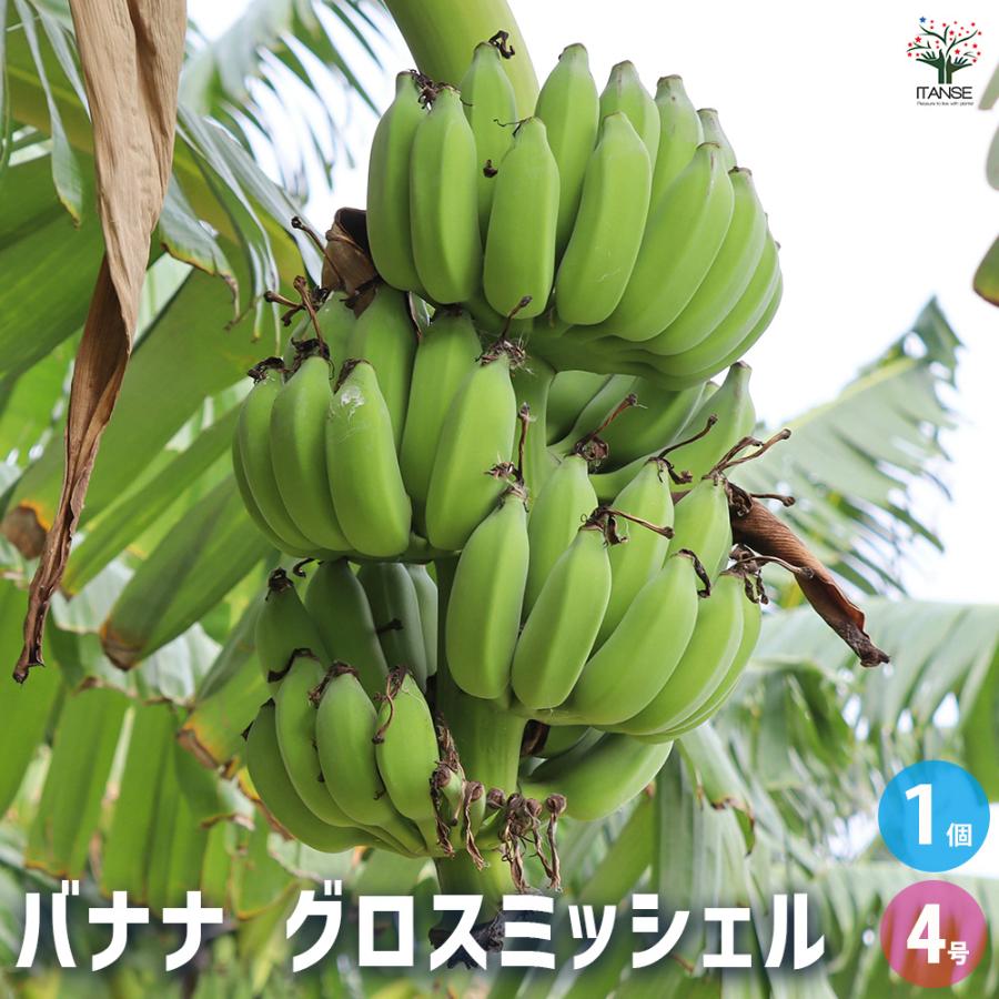 バナナの苗 グロスミッシェル 果樹の苗 4号/1個売り バナナ苗 バナナの