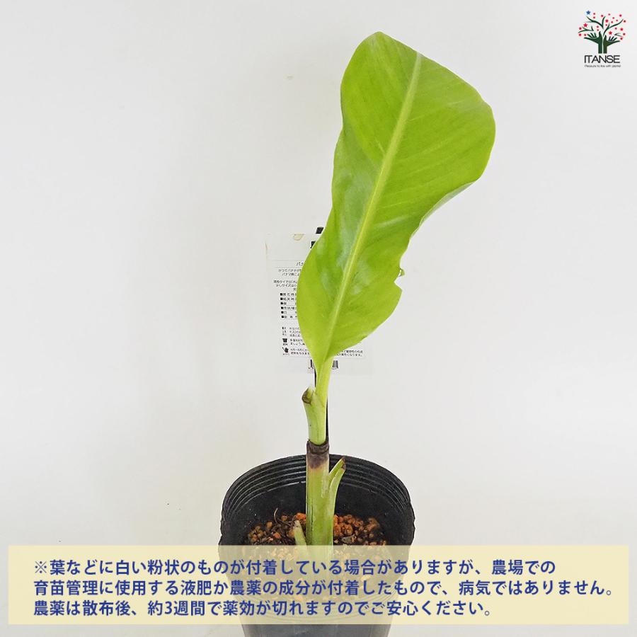 バナナの苗 グロスミッシェル 果樹の苗 4号/1個売り バナナ苗 バナナの