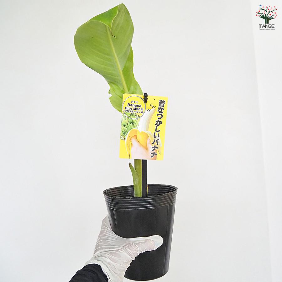 バナナの苗 グロスミッシェル 果樹の苗 4号/1個売り バナナ苗 バナナの