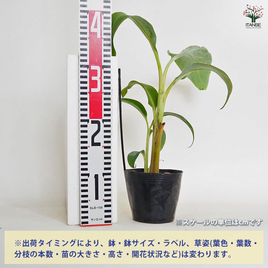 250㎝来夏収穫濃厚、モンスター苗◆ヌアンジュンバナナ、高糖◆低木耐寒強＝バナナ オープンから1年！門司港の「Bana1（バナワン）」にはバナナ尽くしの