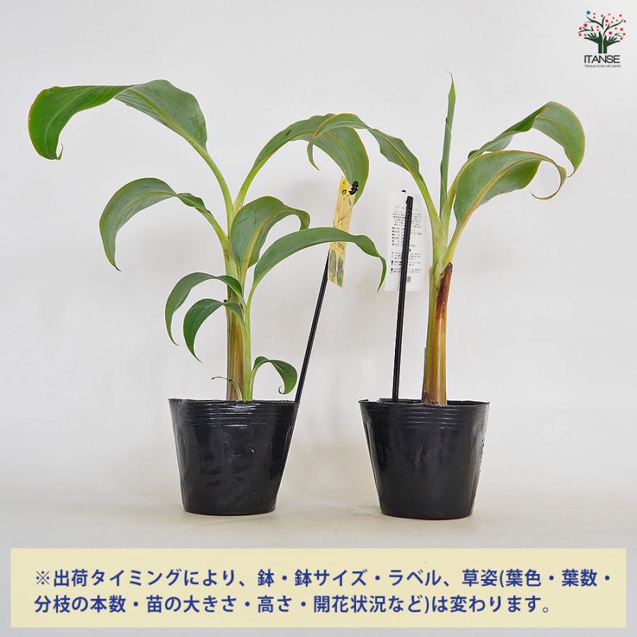 バナナの苗 ドワーフナムワーハーディー 果樹の苗 4号/1個売り