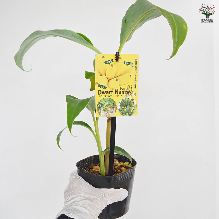 バナナの苗 ドワーフナムワーハーディー 果樹の苗 4号/1個売り