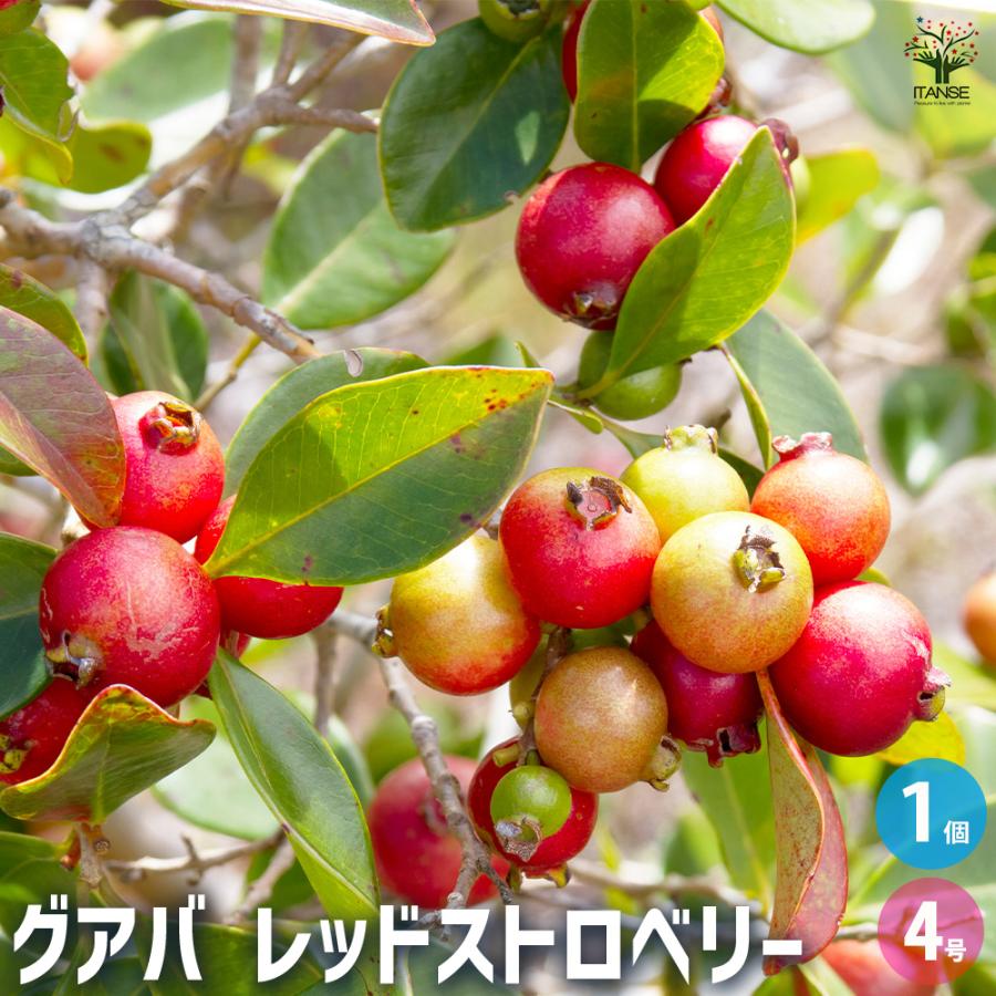 グアバの苗木 レッドストロベリー 果樹の苗 4号/1個売り グァバ 黄実の
