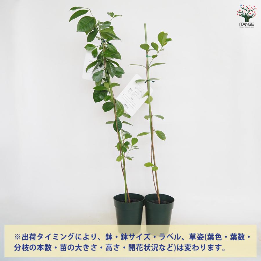 グアバの苗木 レッドストロベリー 果樹の苗 4号/1個売り グァバ 黄実の