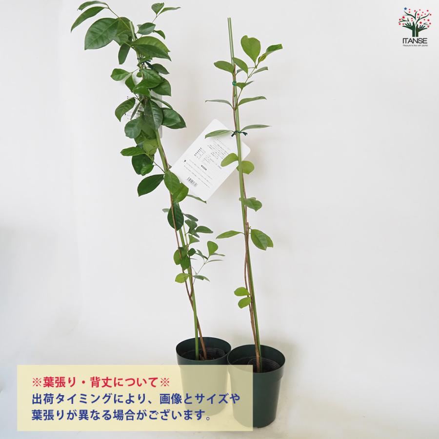 グアバの苗木 レッドストロベリー 果樹の苗 4号/1個売り グァバ 黄実の