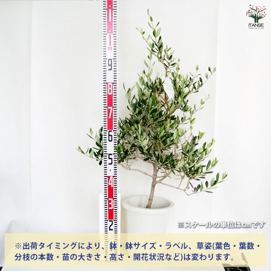 オリーブ コレッジョラ 果樹の苗木 8号/1個売り オリーブの実 植木
