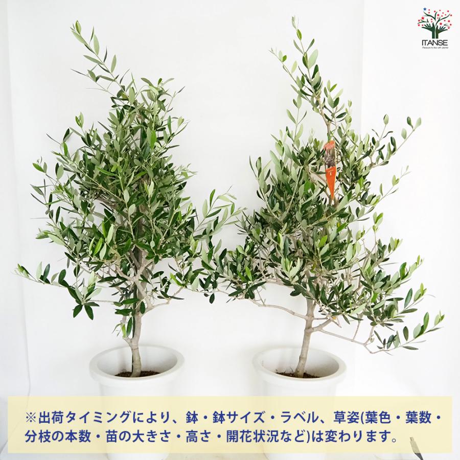 オリーブ コレッジョラ 果樹の苗木 8号/1個売り オリーブの実 植木