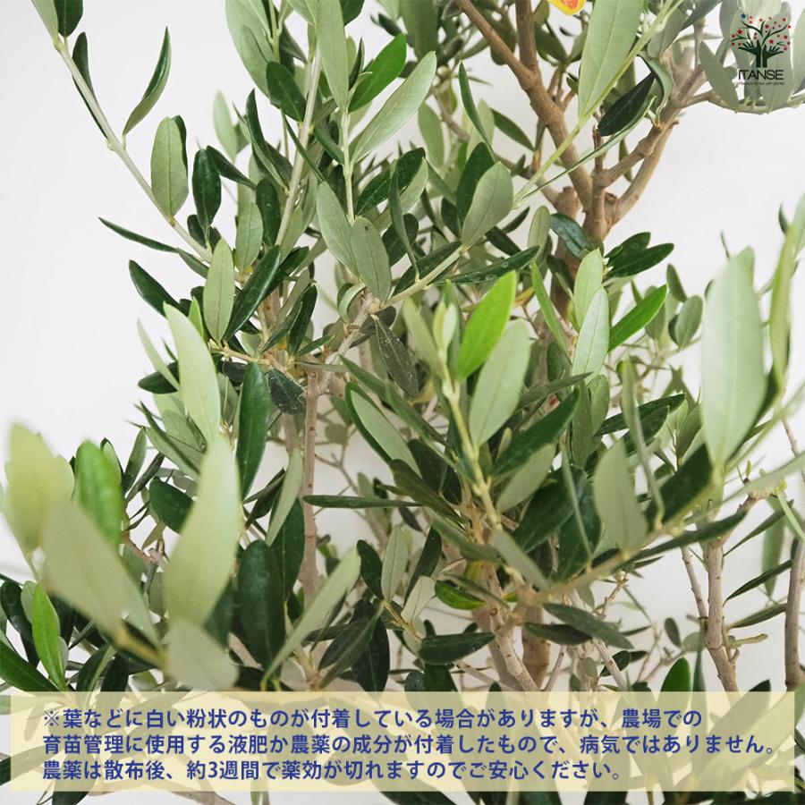 オリーブ コレッジョラ 果樹の苗木 8号/1個売り オリーブの実 植木