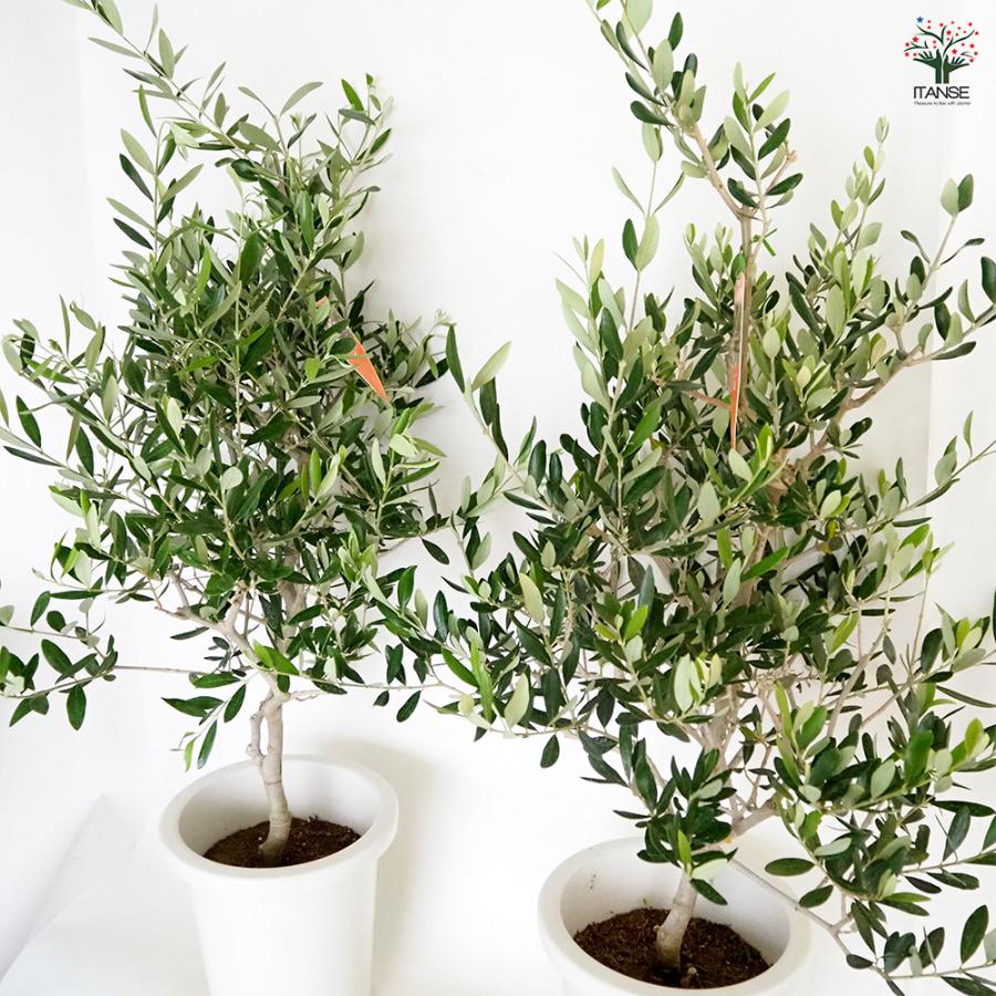 オリーブ コレッジョラ 果樹の苗木 8号/1個売り オリーブの実 植木