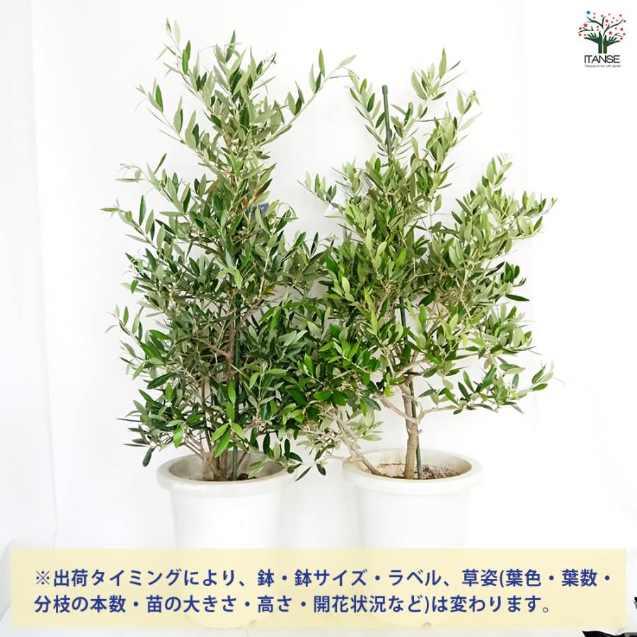 オリーブ ピクアル 果樹の苗木 8号/1個売り オリーブの実 植木