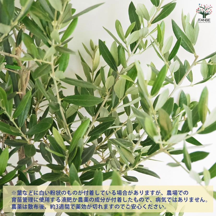 オリーブ ピクアル 果樹の苗木 8号/1個売り オリーブの実 植木
