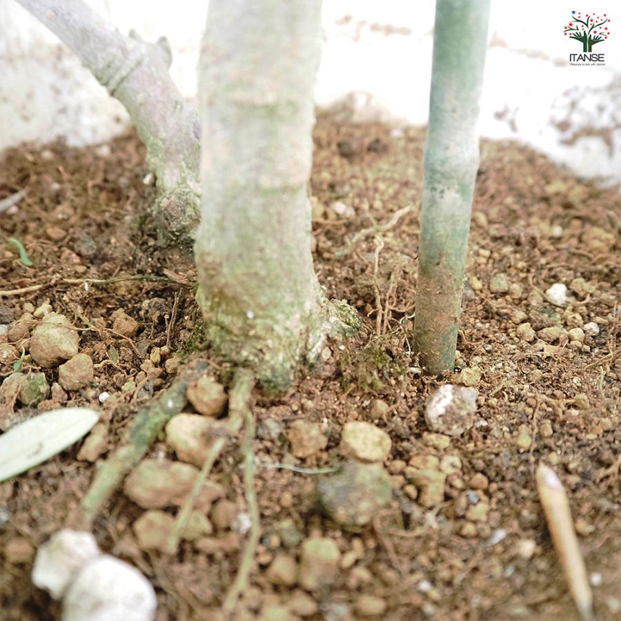 オリーブ ピクアル 果樹の苗木 8号/1個売り オリーブの実 植木