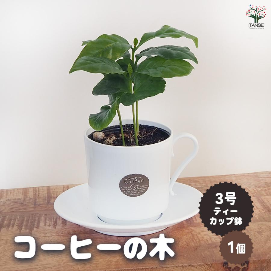 コーヒーの木 ティーカップ鉢 果樹の苗 3号/1個売り 果樹の苗木