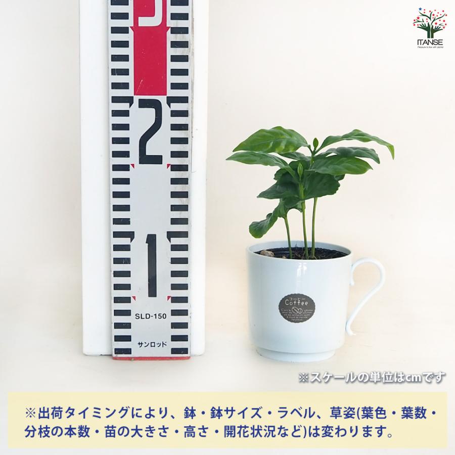 コーヒーの木 ティーカップ鉢 果樹の苗 3号/1個売り 果樹の苗木